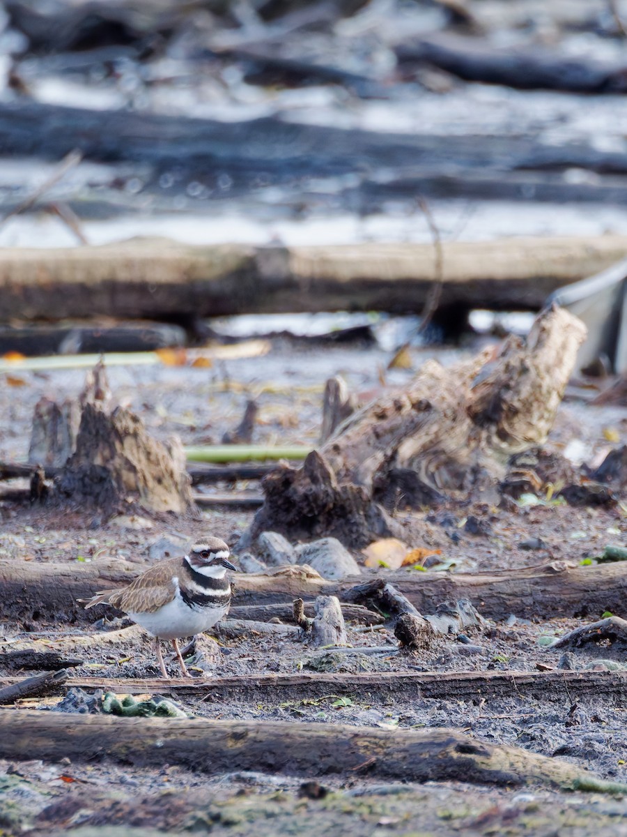 Killdeer - ML647191796