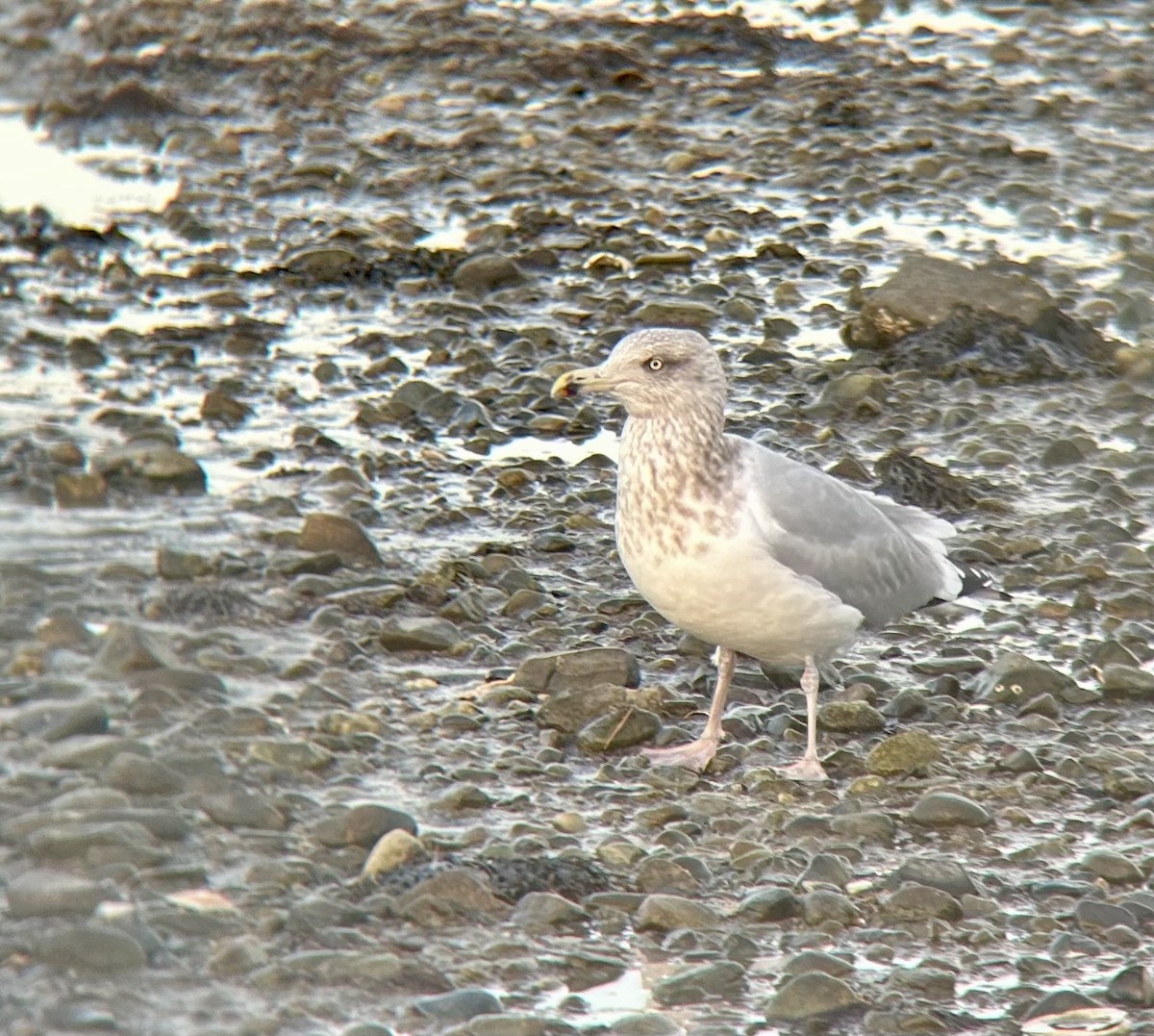 American Herring Gull - ML647191798