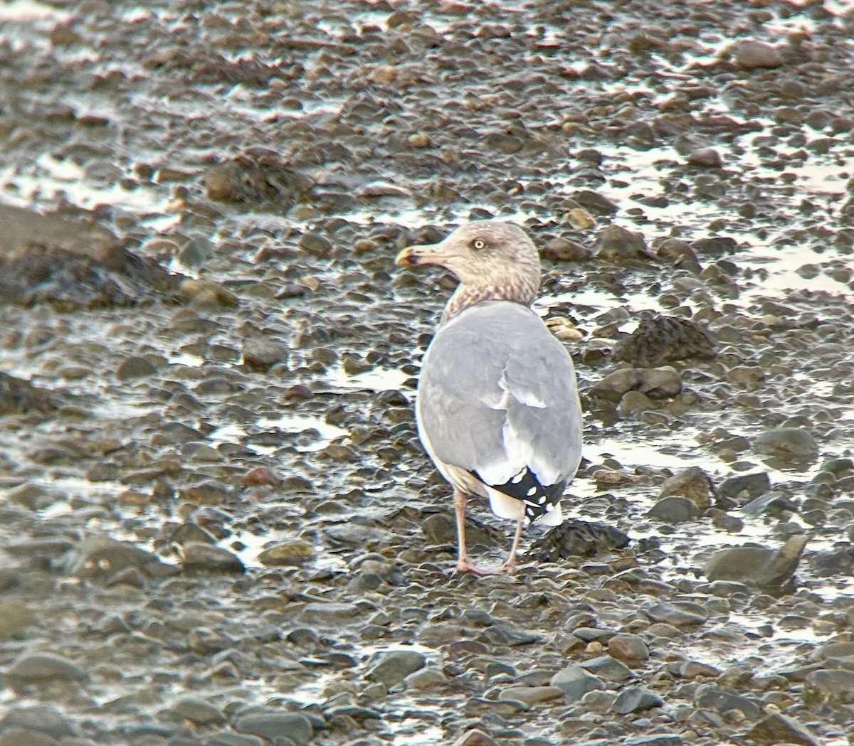 American Herring Gull - ML647191799