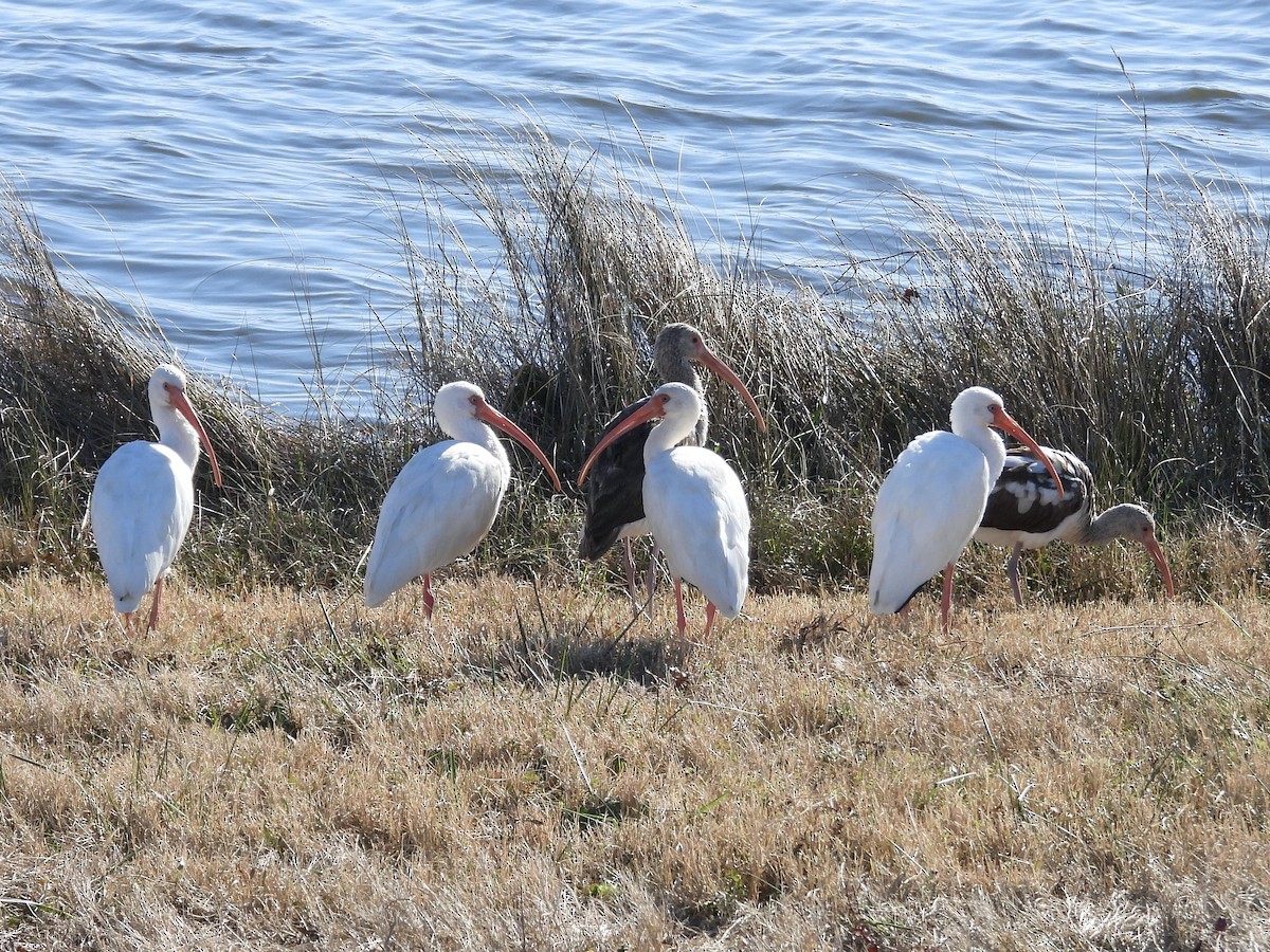 White Ibis - ML647191801