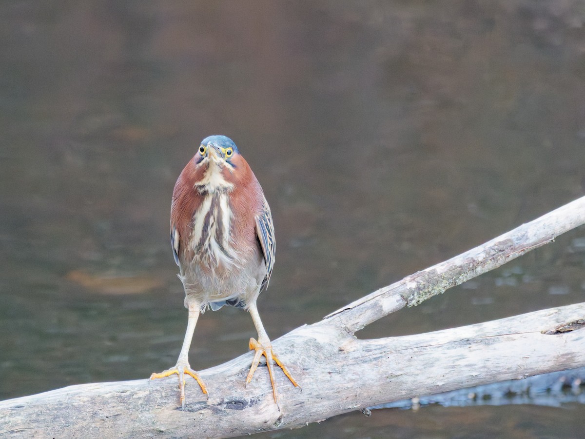 Green Heron - ML647191804