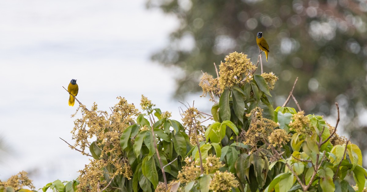 Black-headed Bulbul - ML647191807