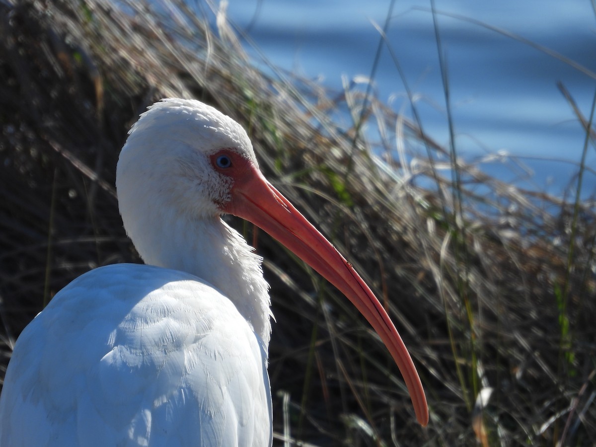 White Ibis - ML647191809