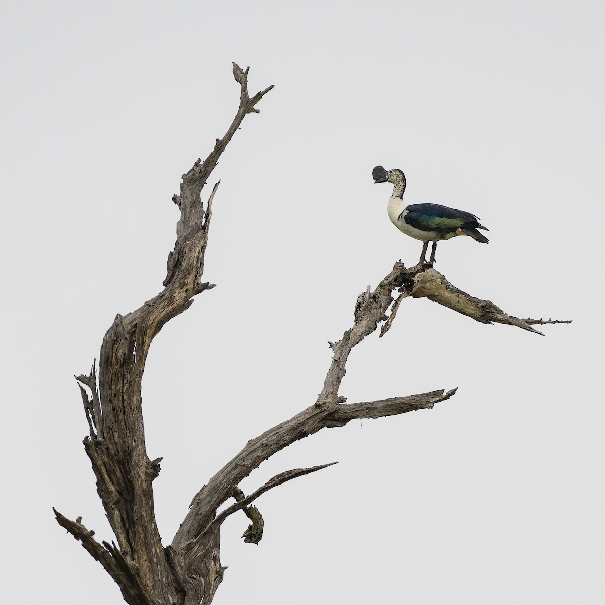 Knob-billed Duck - ML647191810