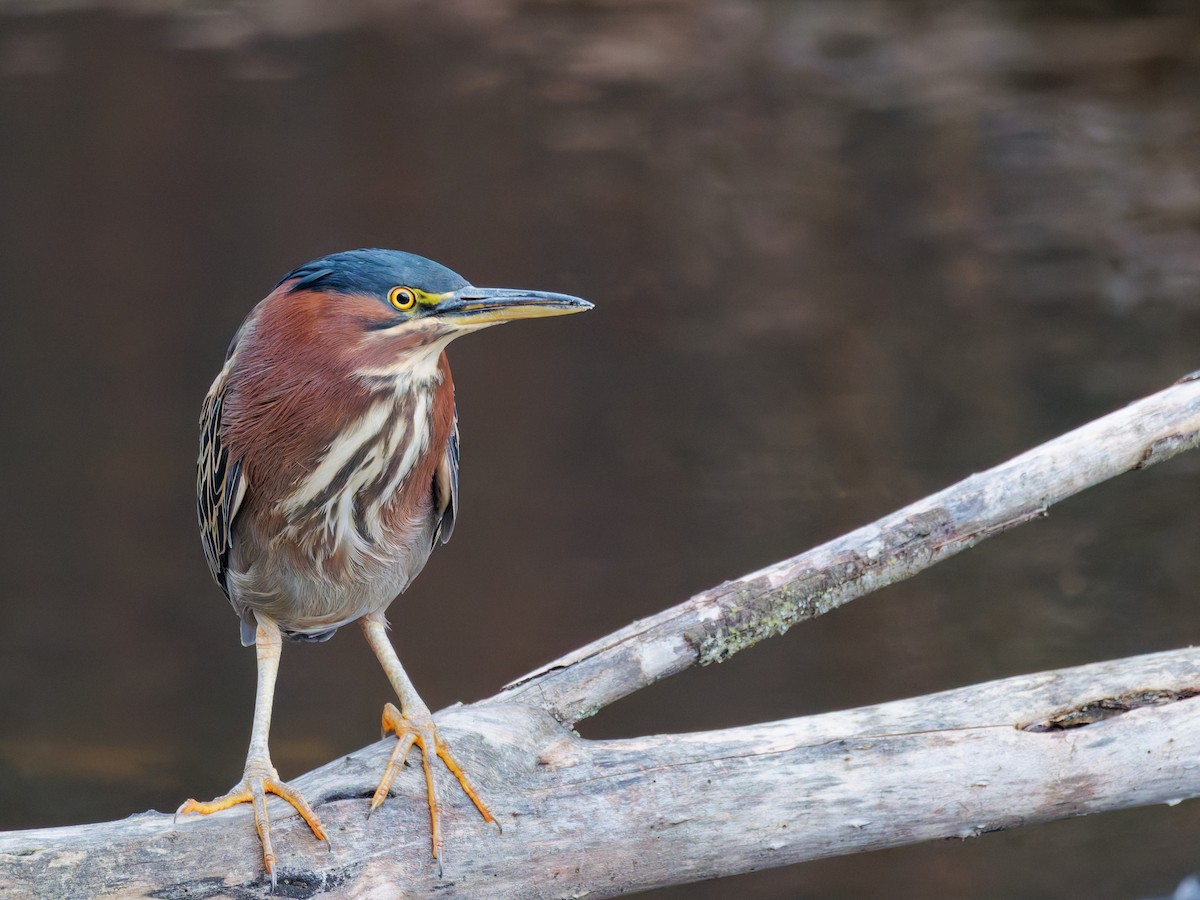 Green Heron - ML647191812