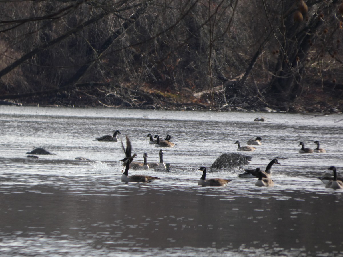 Canada Goose - ML647191818