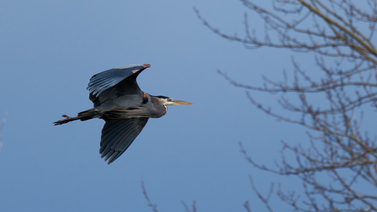 Great Blue Heron - ML647191821