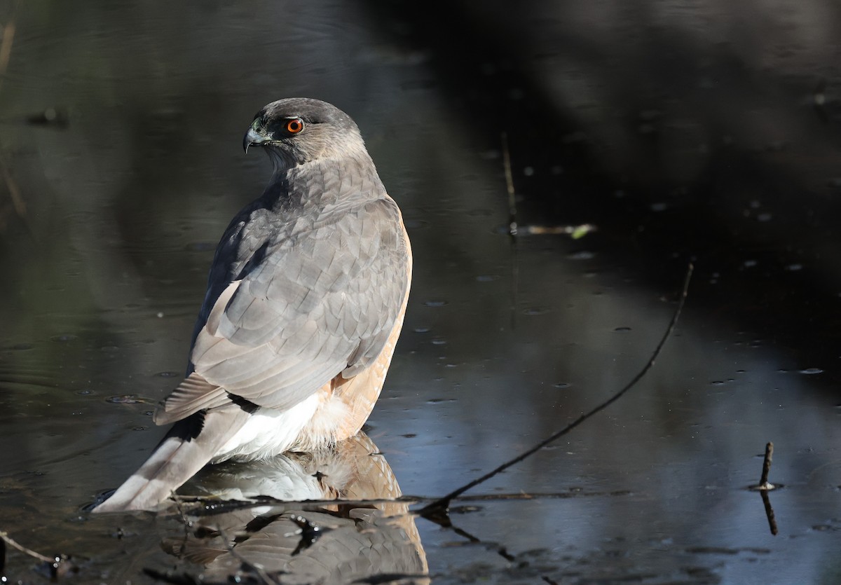 Cooper's Hawk - ML647191823