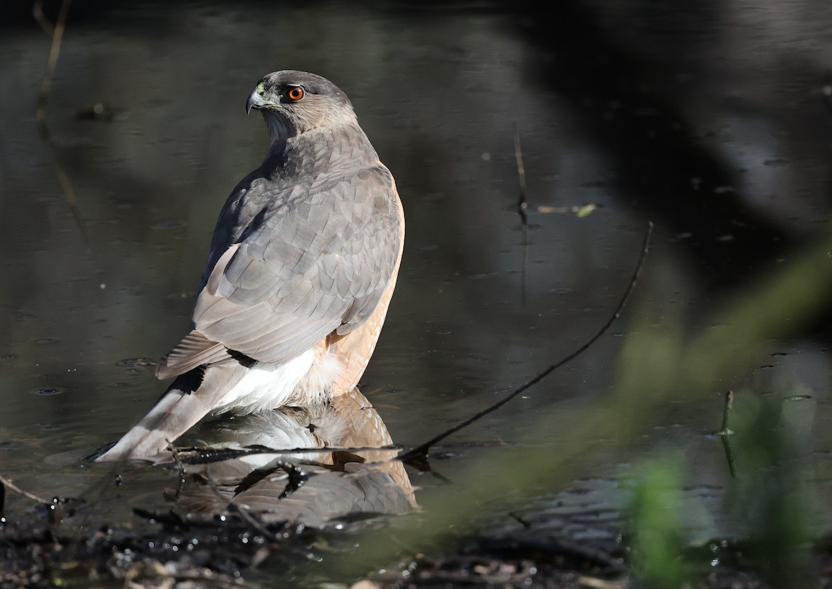 Cooper's Hawk - ML647191825