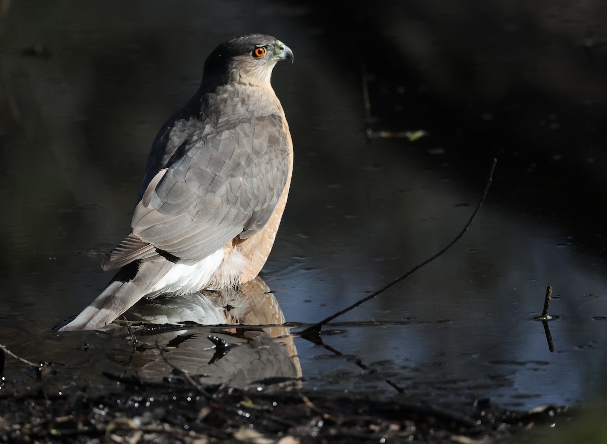Cooper's Hawk - ML647191826