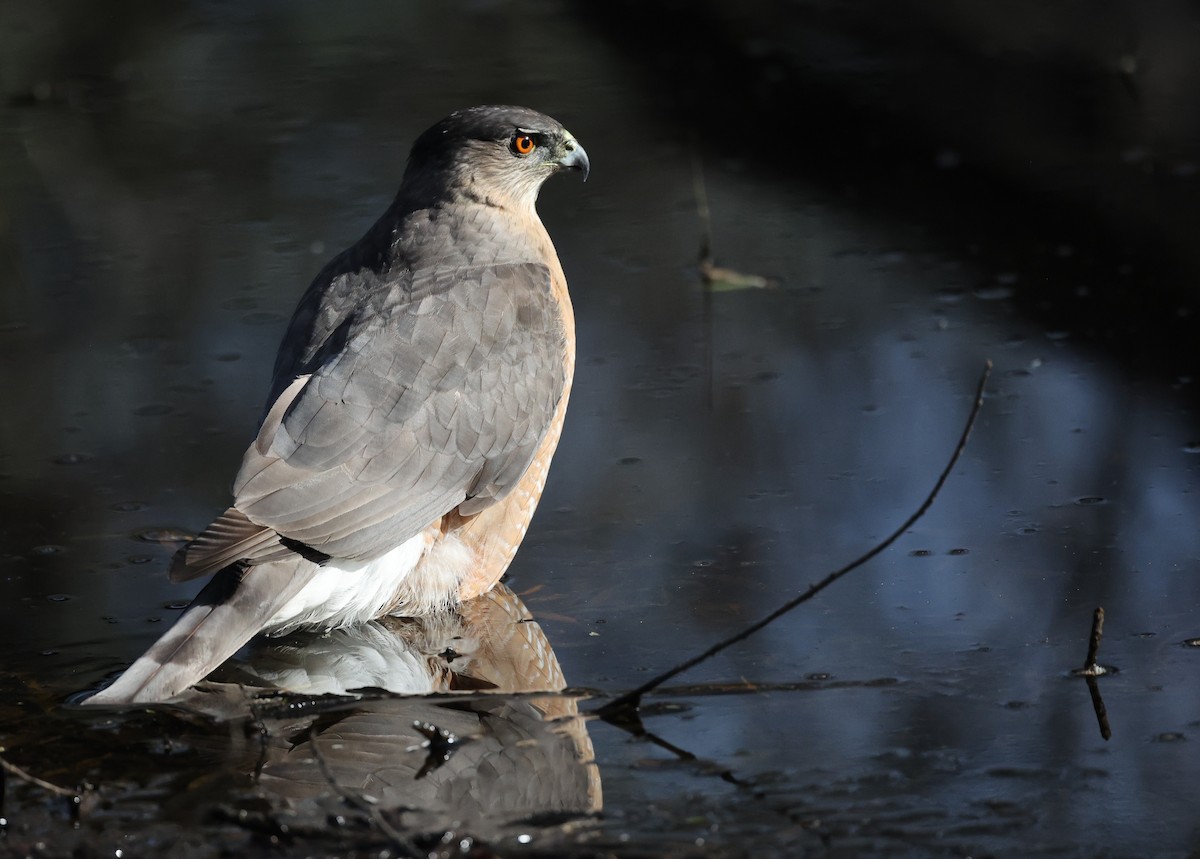 Cooper's Hawk - ML647191827