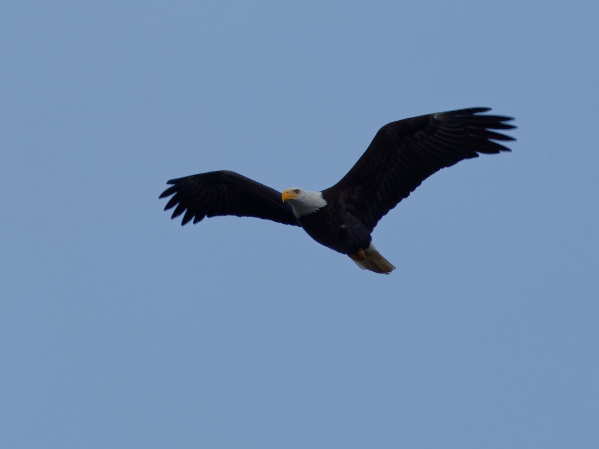 Bald Eagle - ML647191830