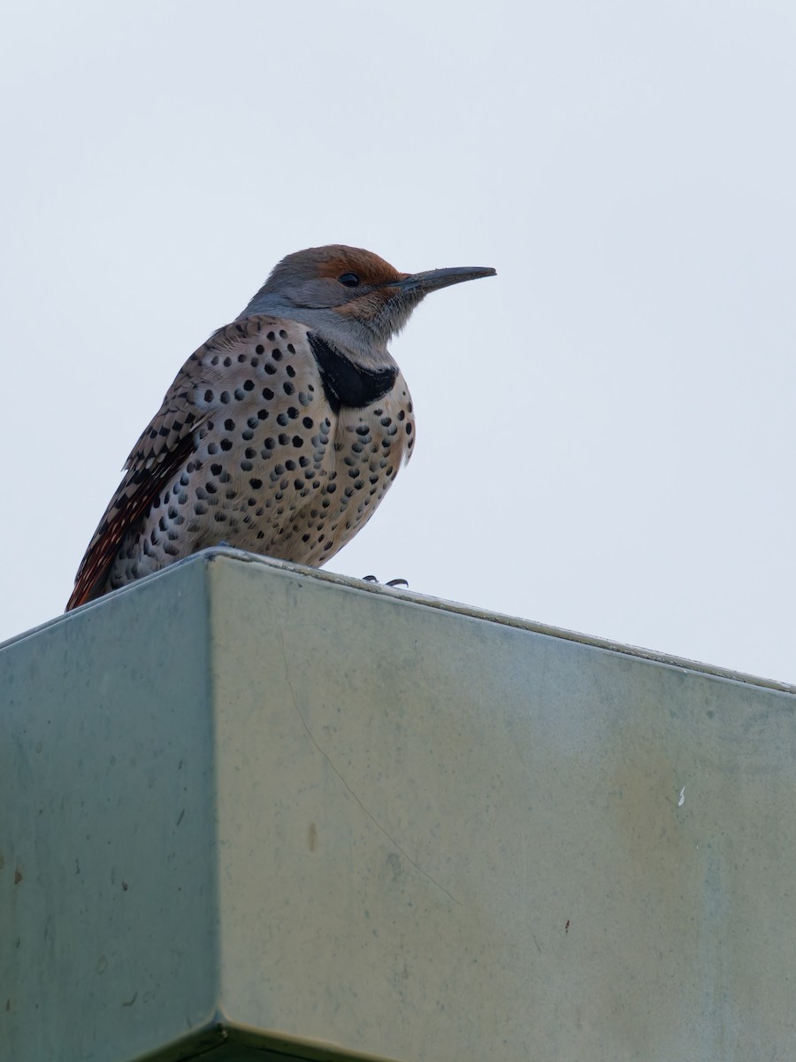 Northern Flicker - ML647191834