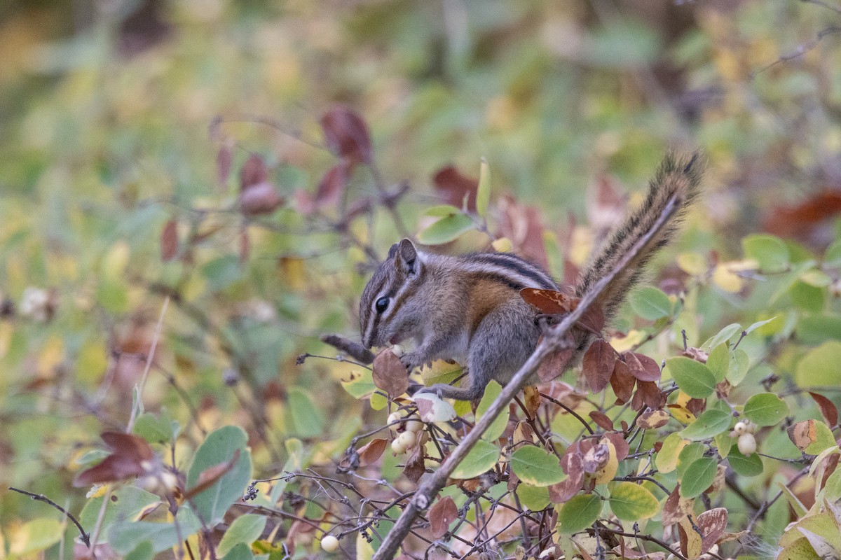 Least Chipmunk - ML647191838