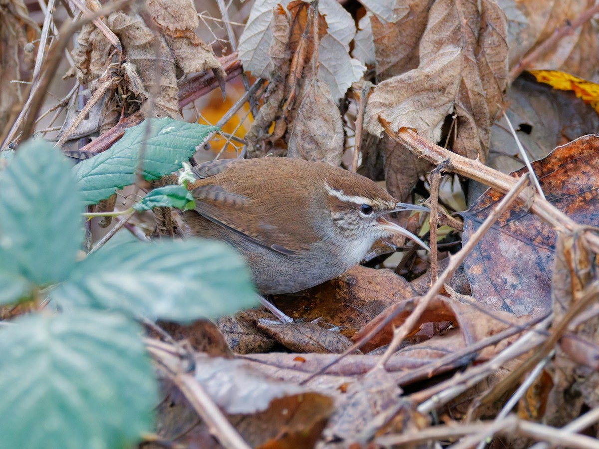 Bewick's Wren - ML647191841