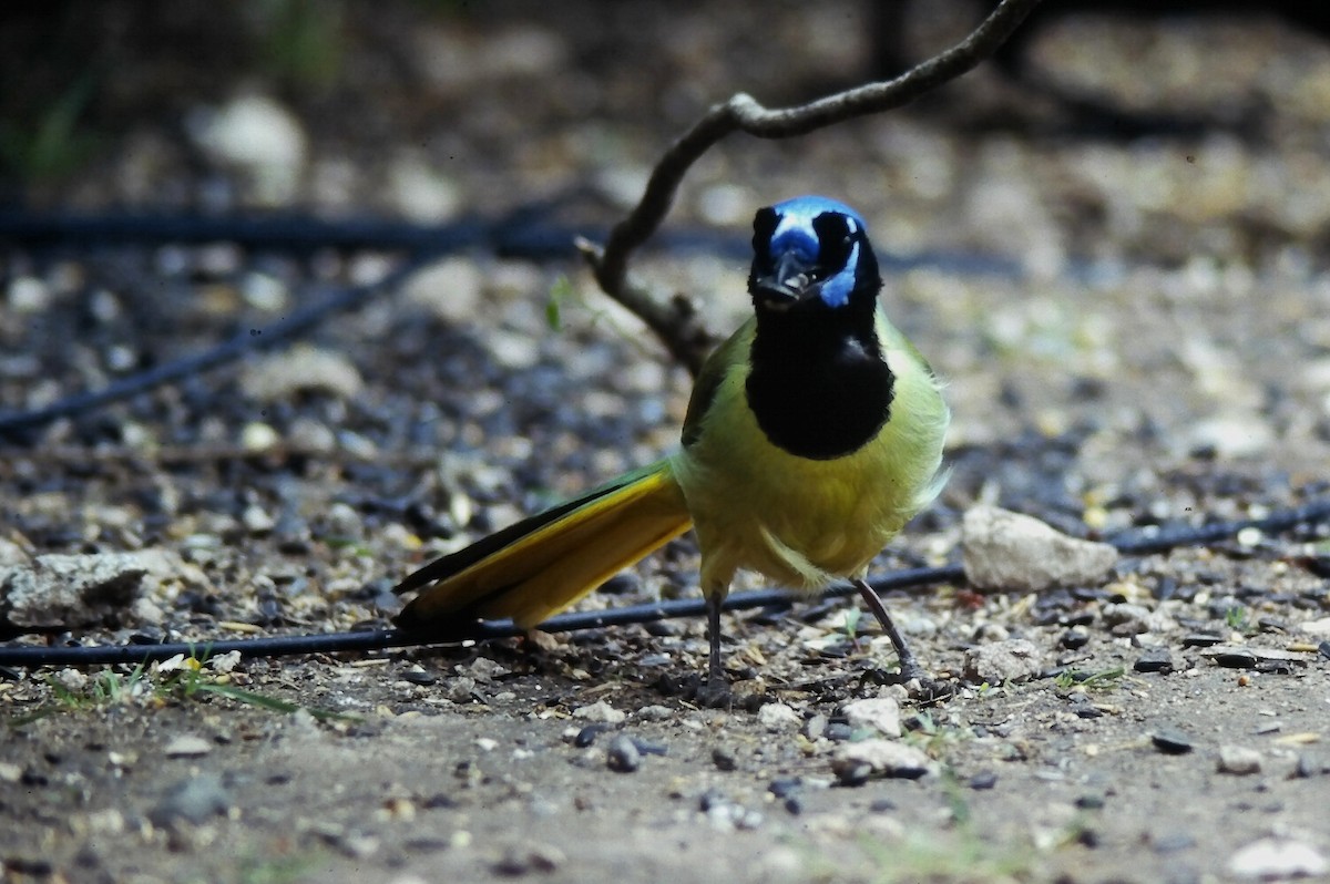 Green Jay - ML647191859