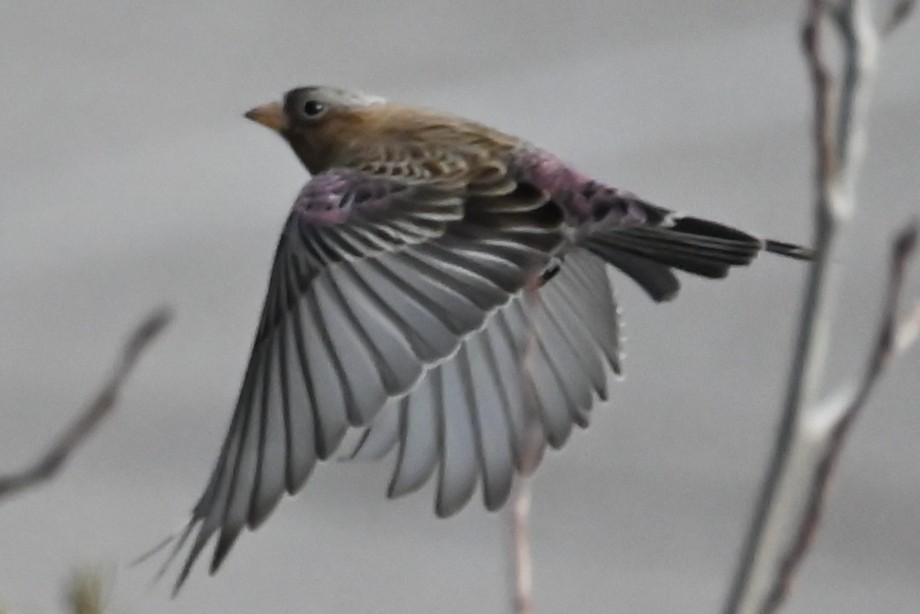 Gray-crowned Rosy-Finch - ML647191862