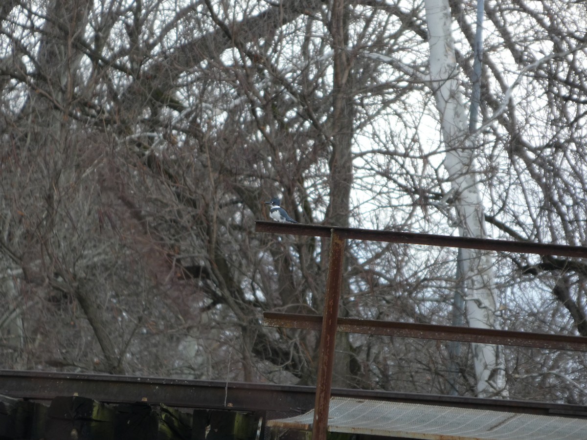 Belted Kingfisher - ML647191864