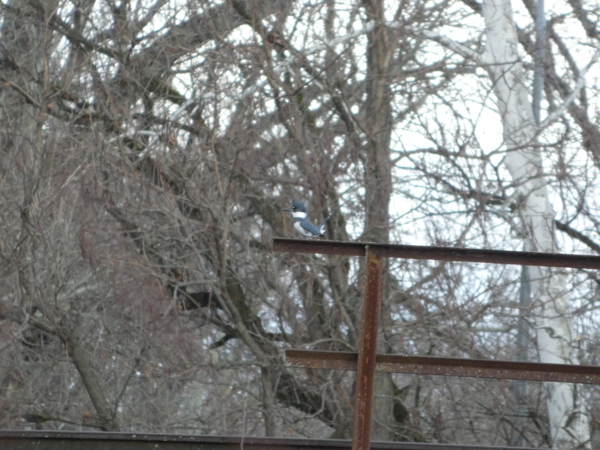 Belted Kingfisher - ML647191865