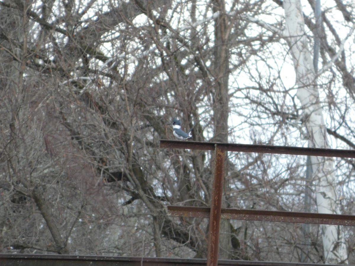 Belted Kingfisher - ML647191866