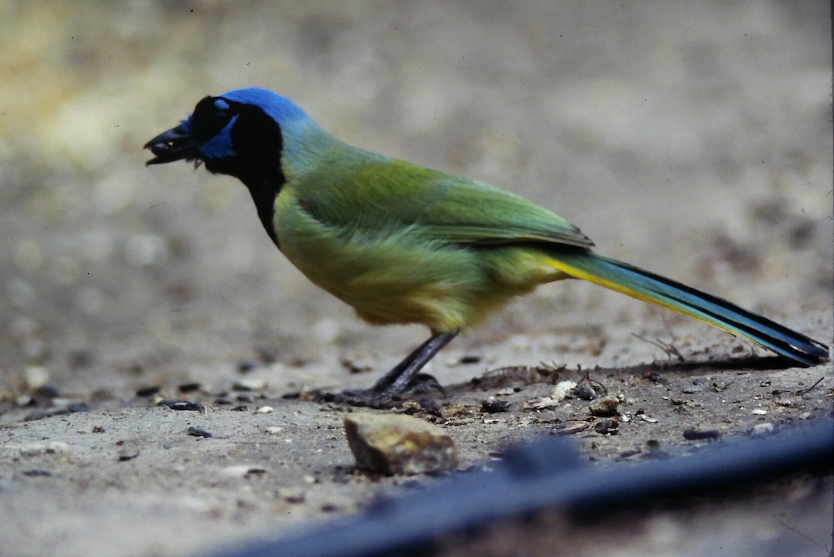 Green Jay - ML647191873