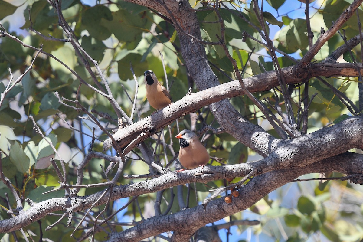 Діамантник довгохвостий - ML647191874