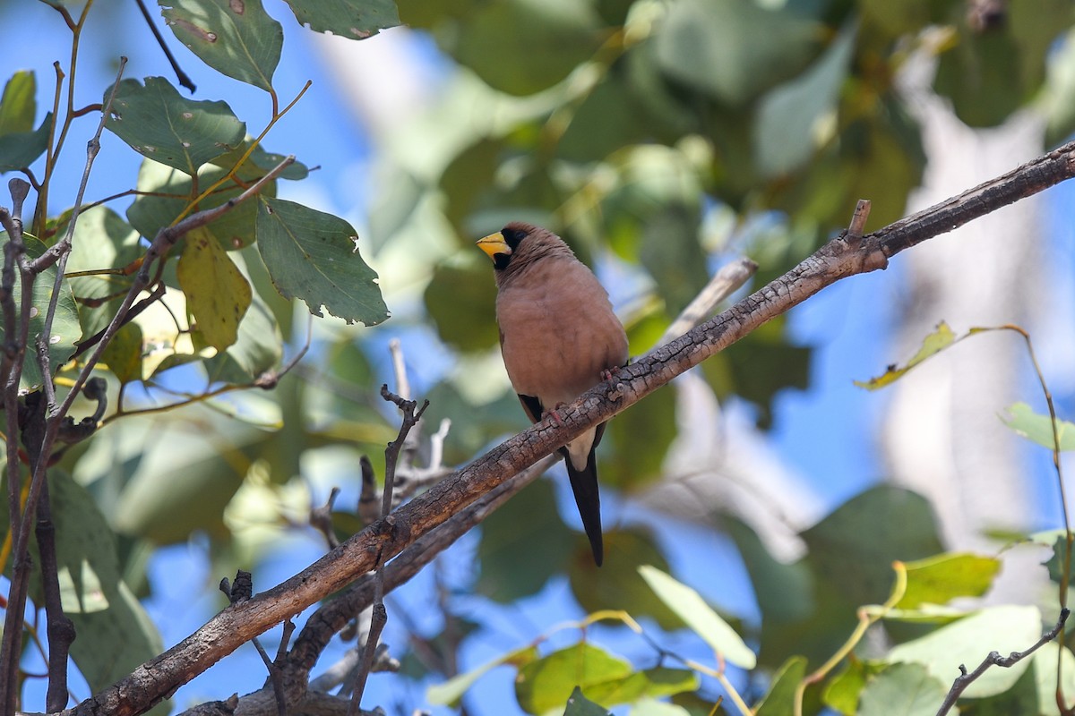 Diamante Enmascarado - ML647191886