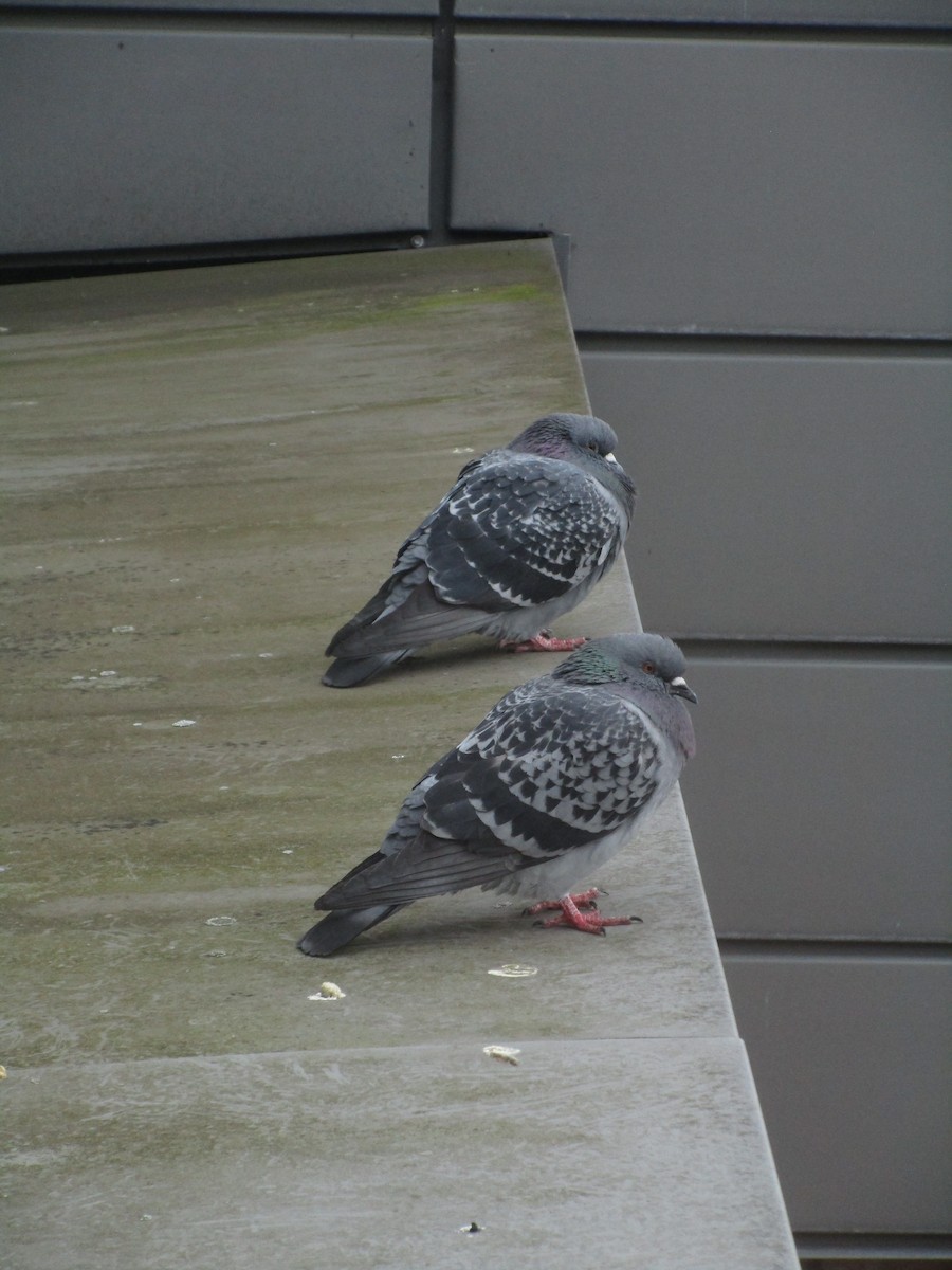 Rock Pigeon (Feral Pigeon) - ML647191887