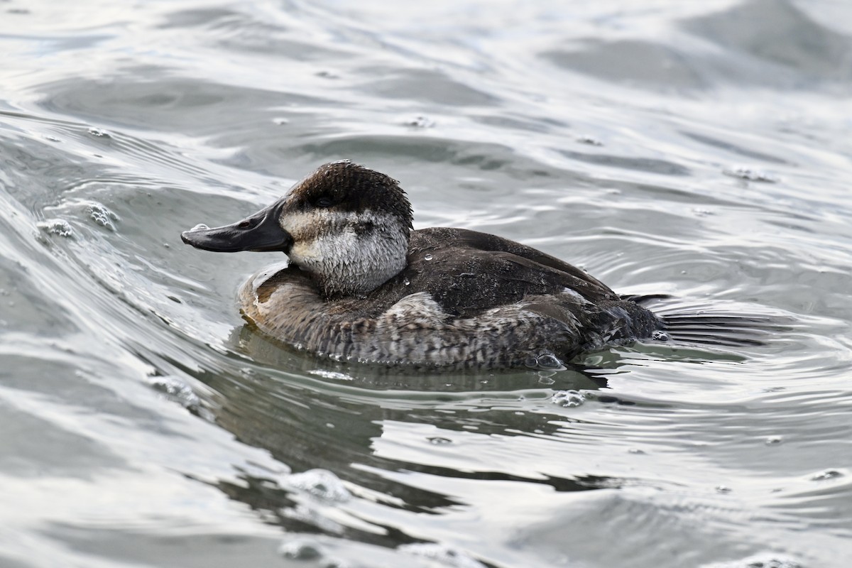 Американская савка - ML647191888