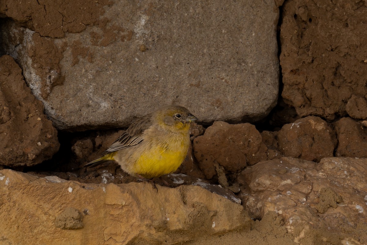 キゴシキンノジコ - ML647191889