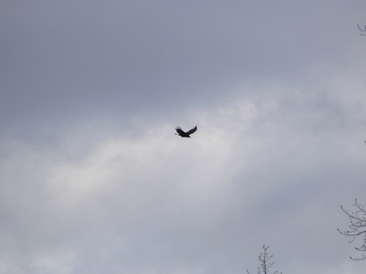 Golden Eagle - ML647191906