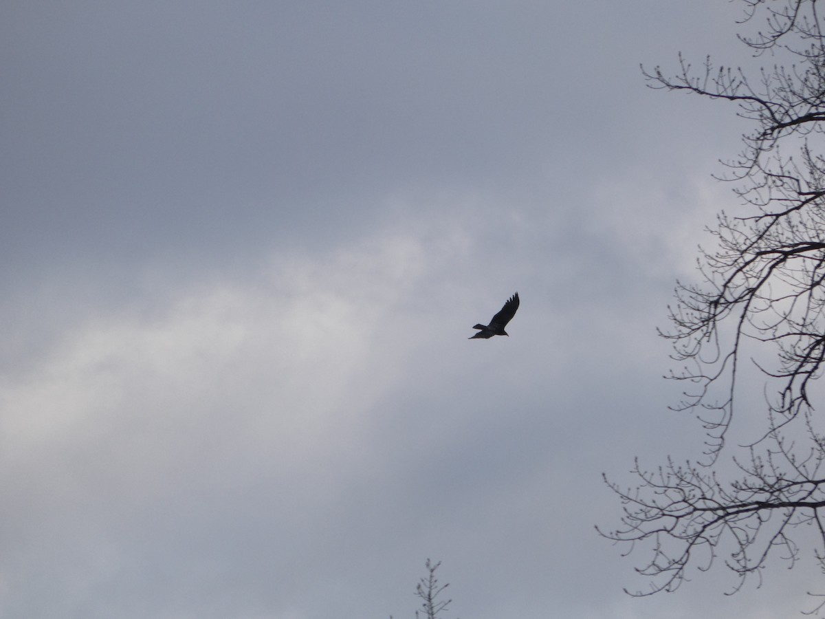 Golden Eagle - ML647191907