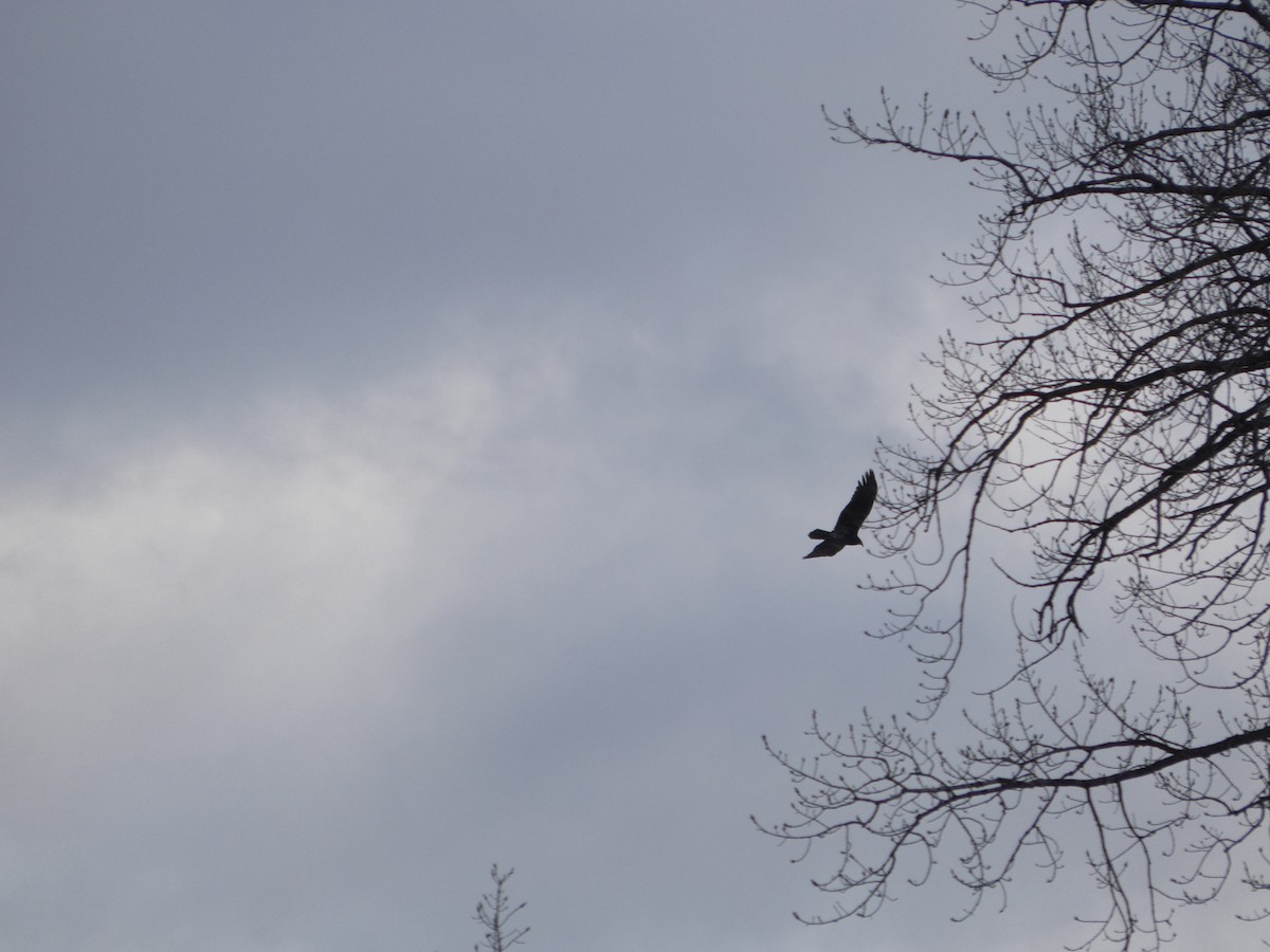 Golden Eagle - ML647191908