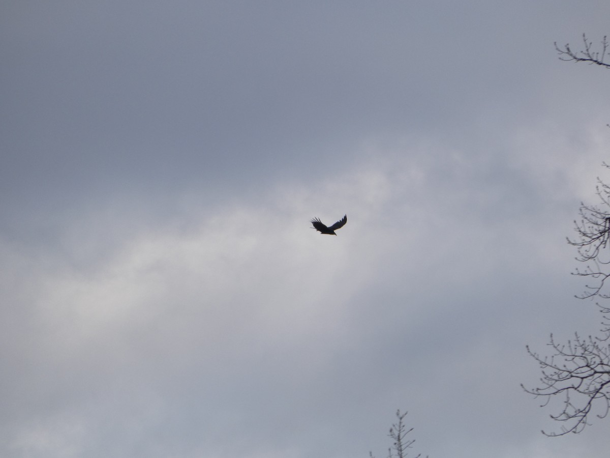 Golden Eagle - ML647191909