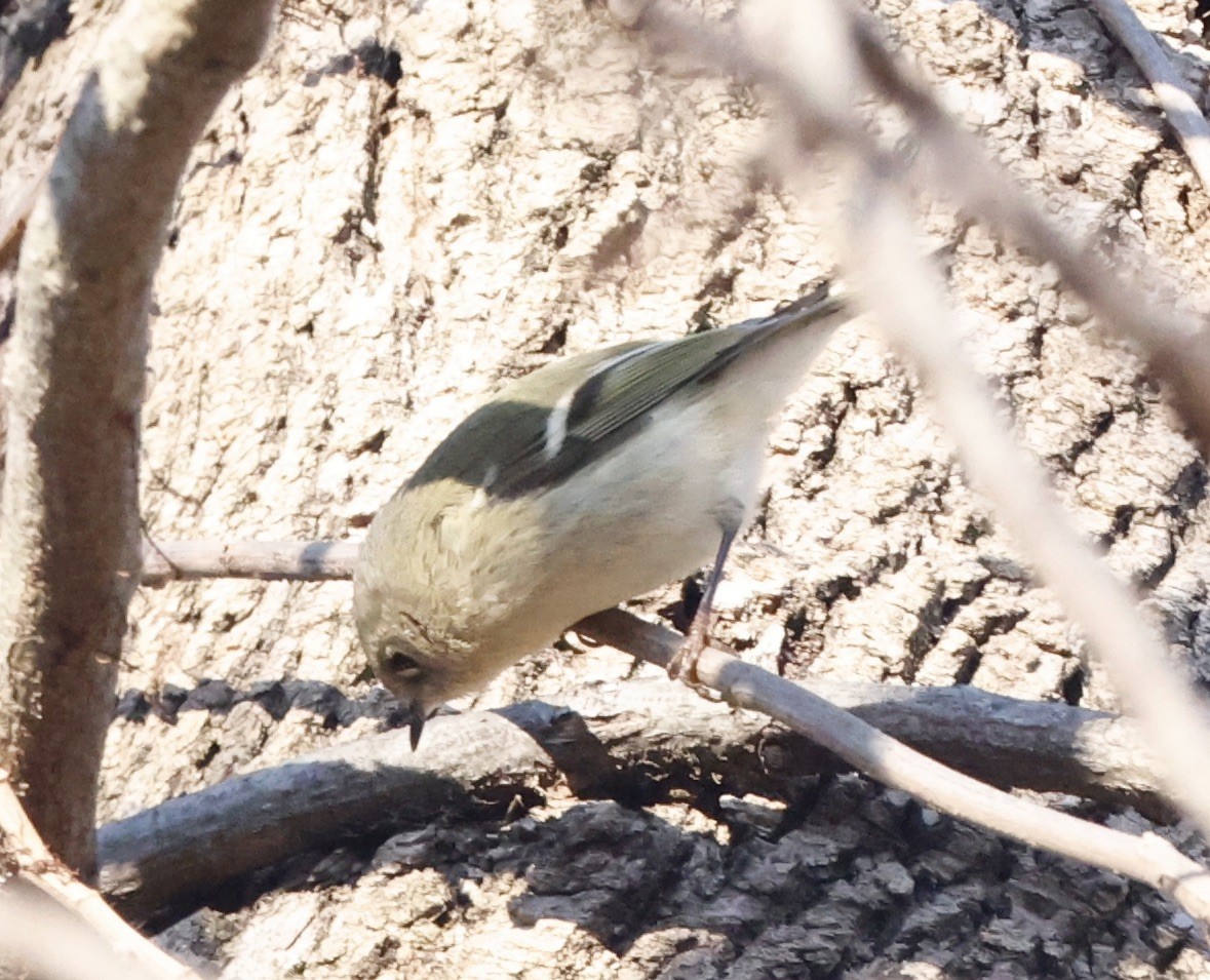Ruby-crowned Kinglet - ML647191917