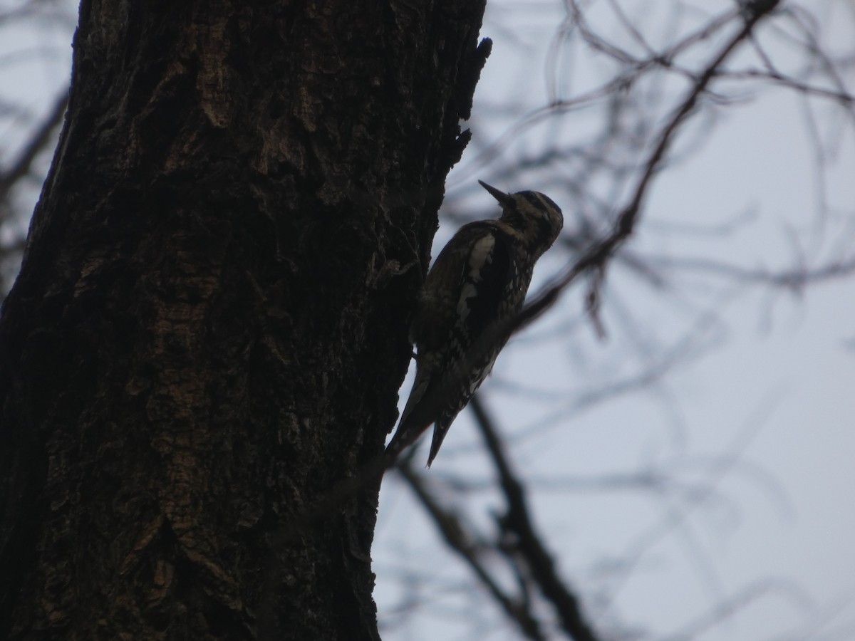 Yellow-bellied Sapsucker - ML647191925