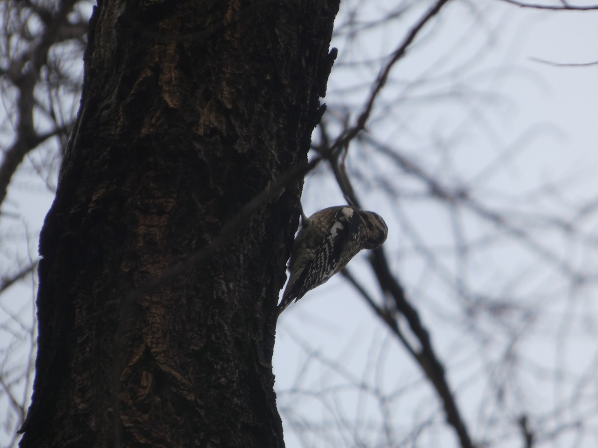Yellow-bellied Sapsucker - ML647191926