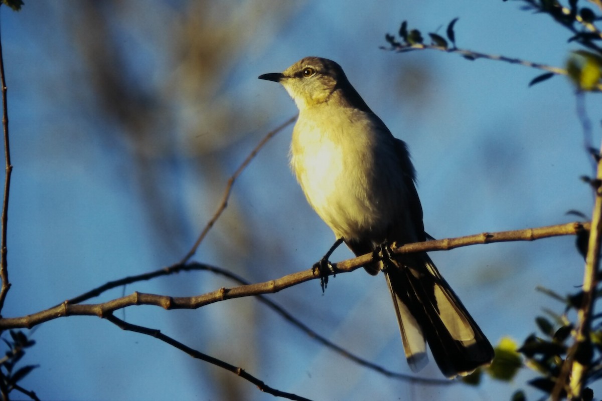Northern Mockingbird - ML647191930