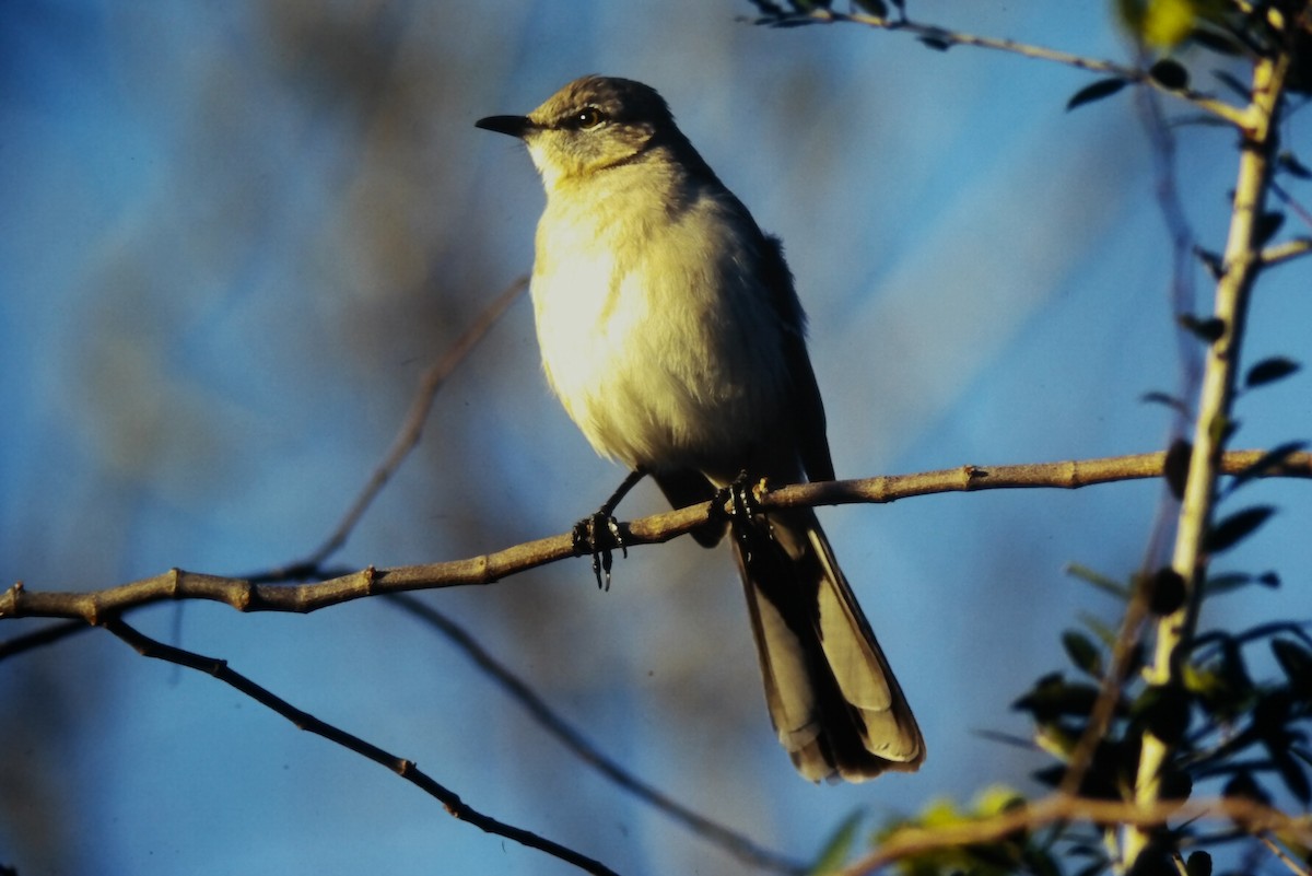 Northern Mockingbird - ML647191931