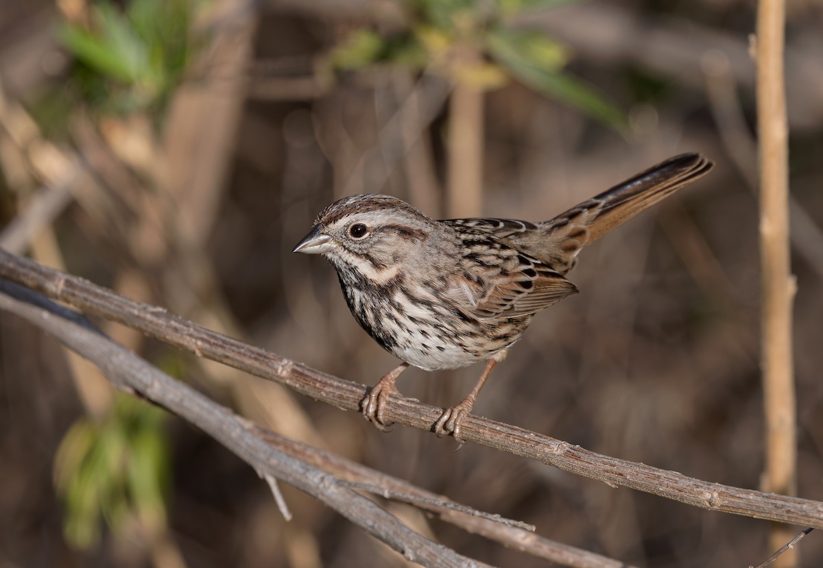 Singammer [heermanni-Gruppe] - ML647191939