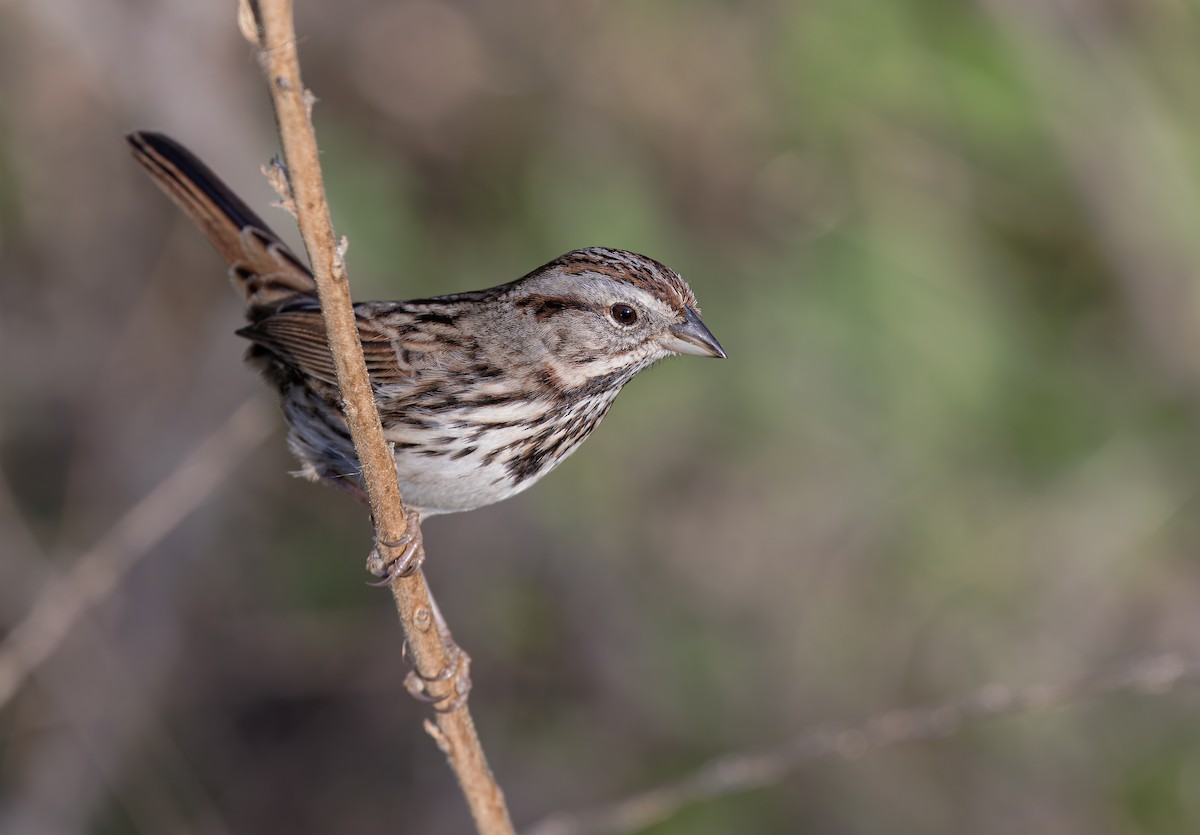 Singammer [heermanni-Gruppe] - ML647191940