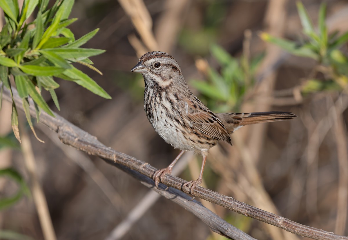 Singammer [heermanni-Gruppe] - ML647191942