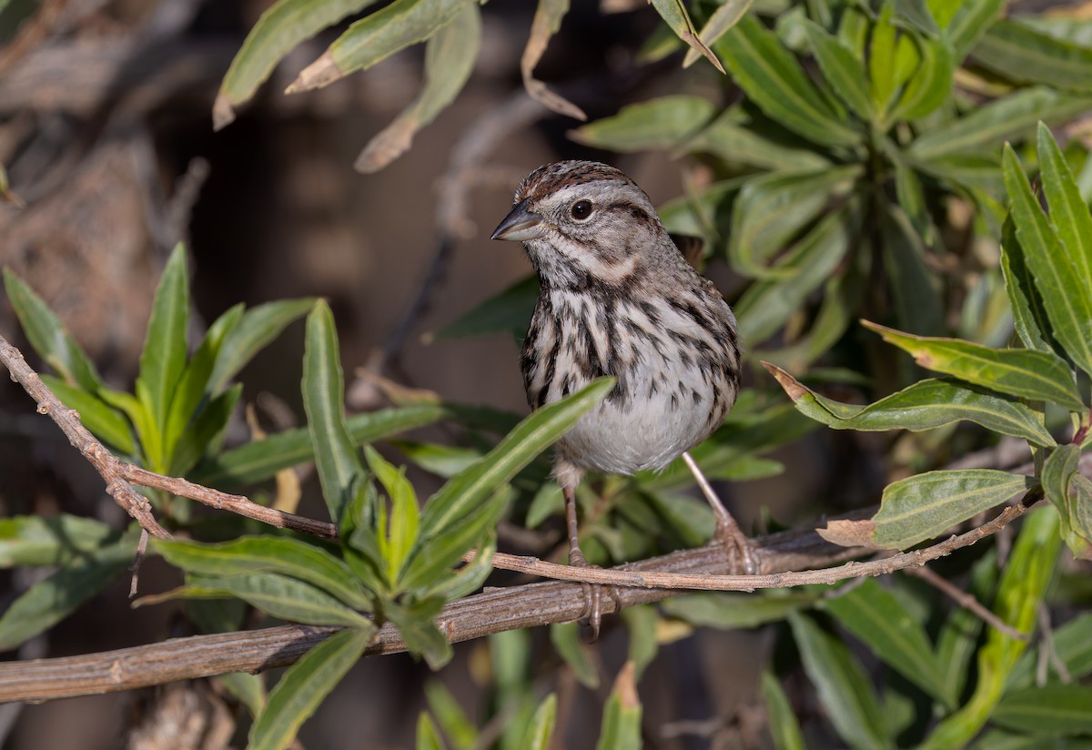 Singammer [heermanni-Gruppe] - ML647191943