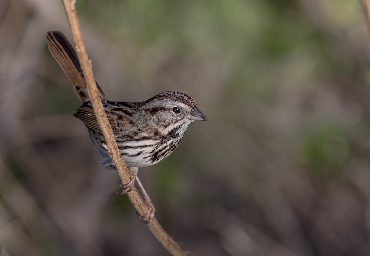 Singammer [heermanni-Gruppe] - ML647191944