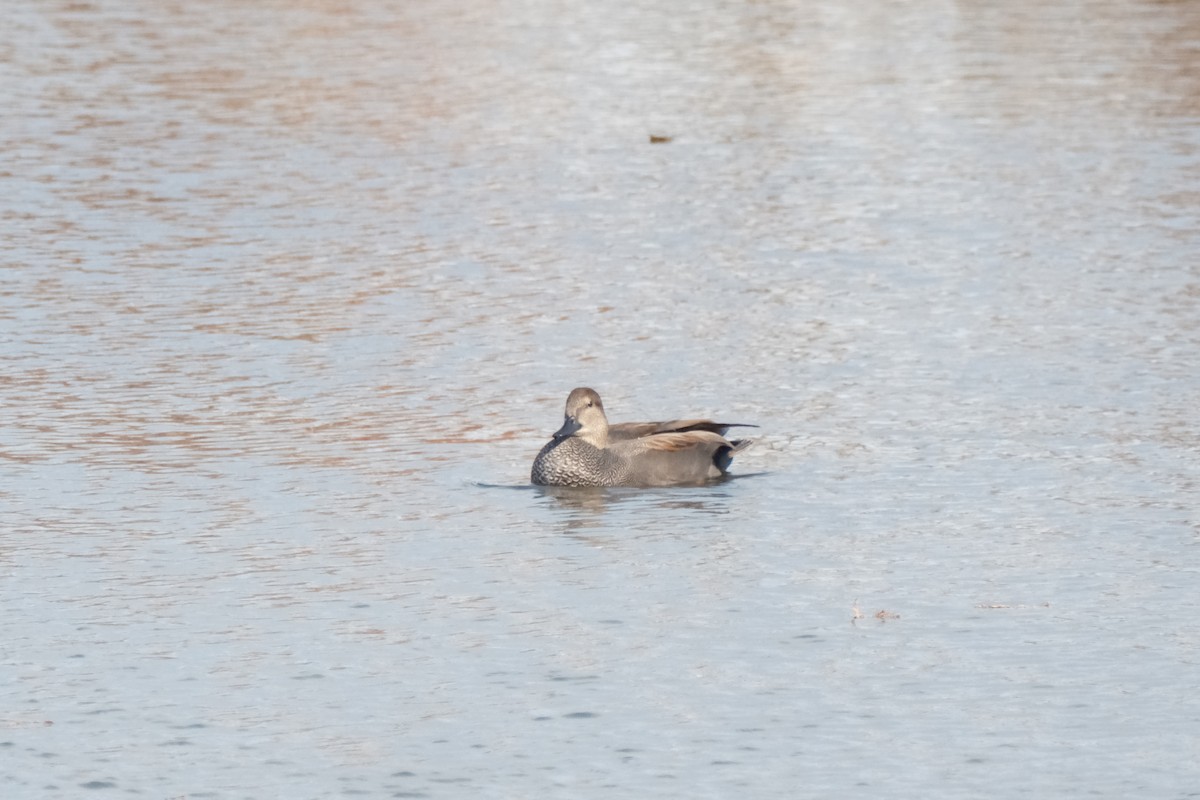 Gadwall - ML647191949