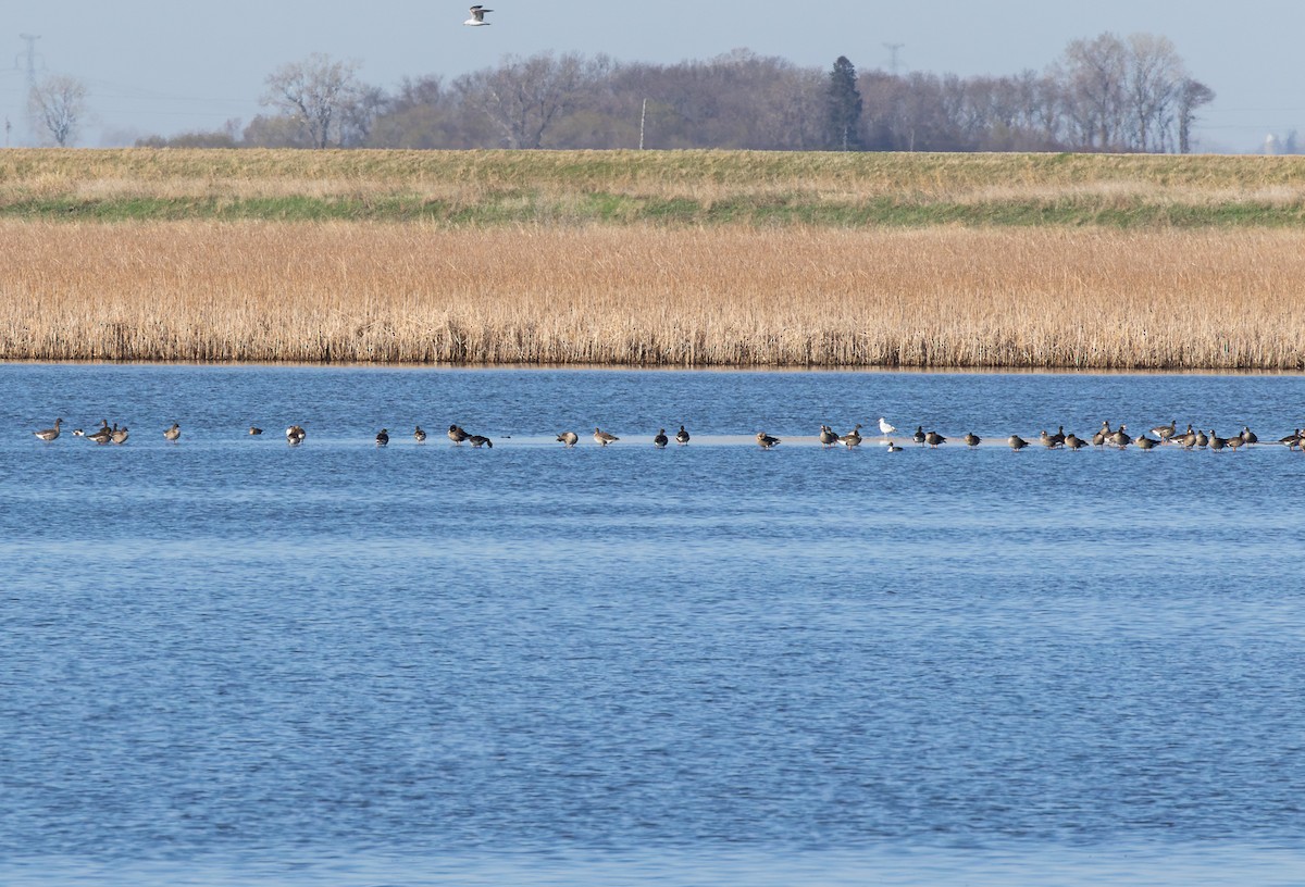 Манхин галуу - ML647191961