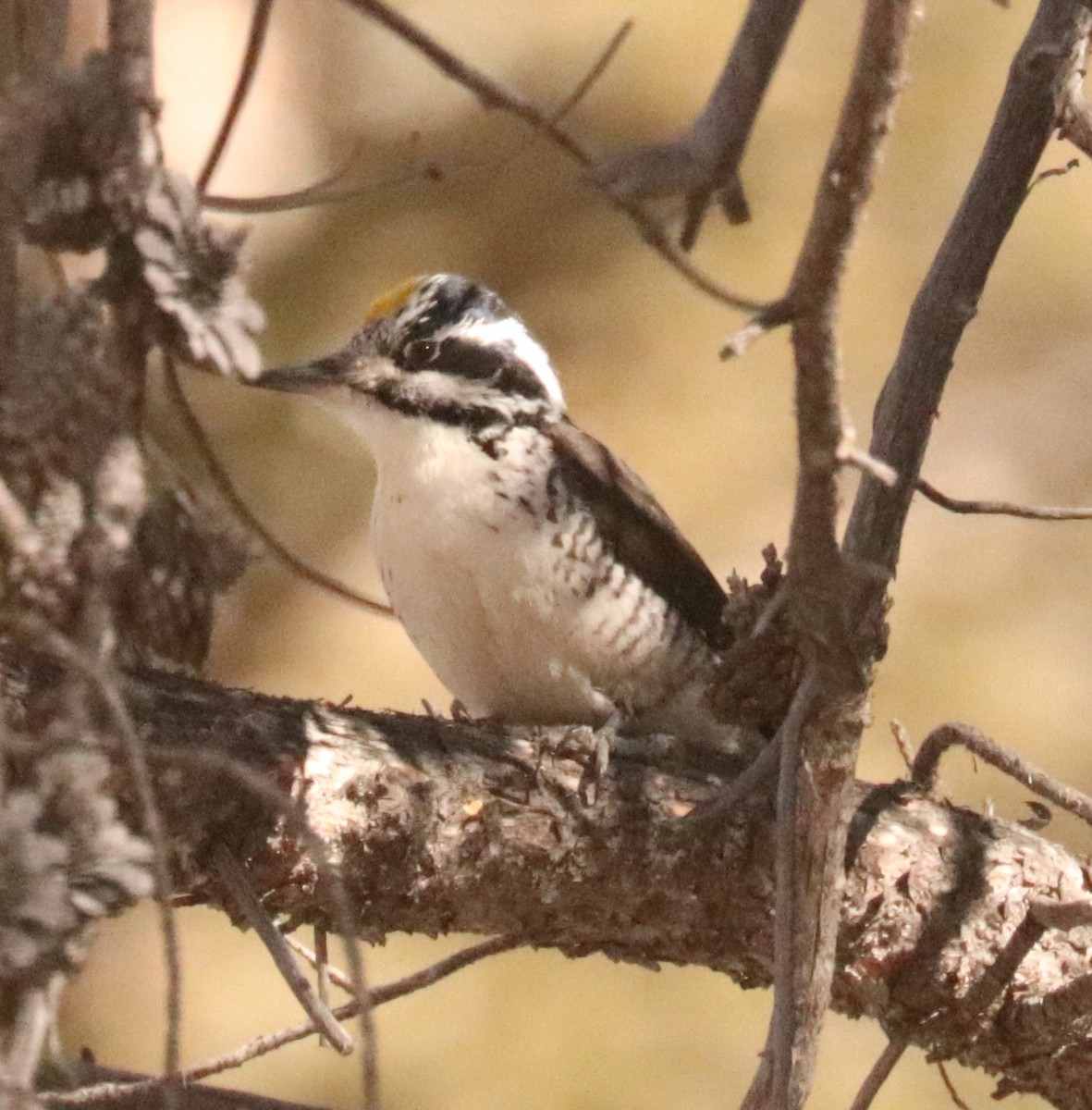 American Three-toed Woodpecker - ML647191973