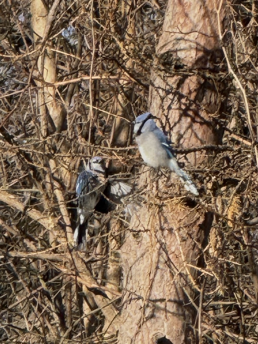 Blue Jay - ML647191978