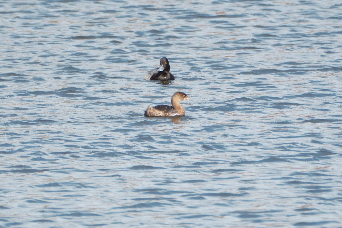 Pied-billed Grebe - ML647191979