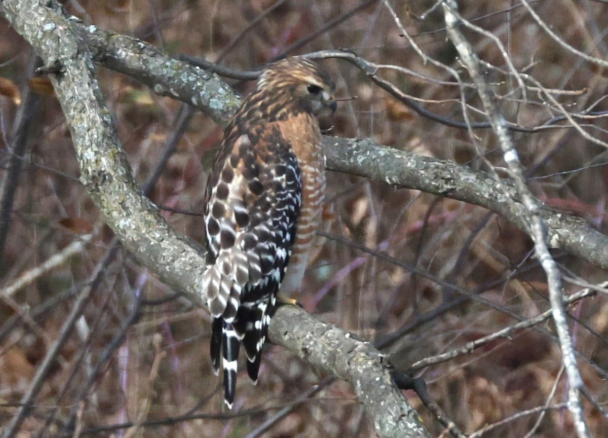 Red-shouldered Hawk - ML647191982